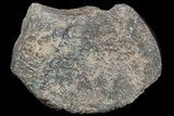 Polished Dinosaur Bone (Gembone) Section - Colorado #86800-2